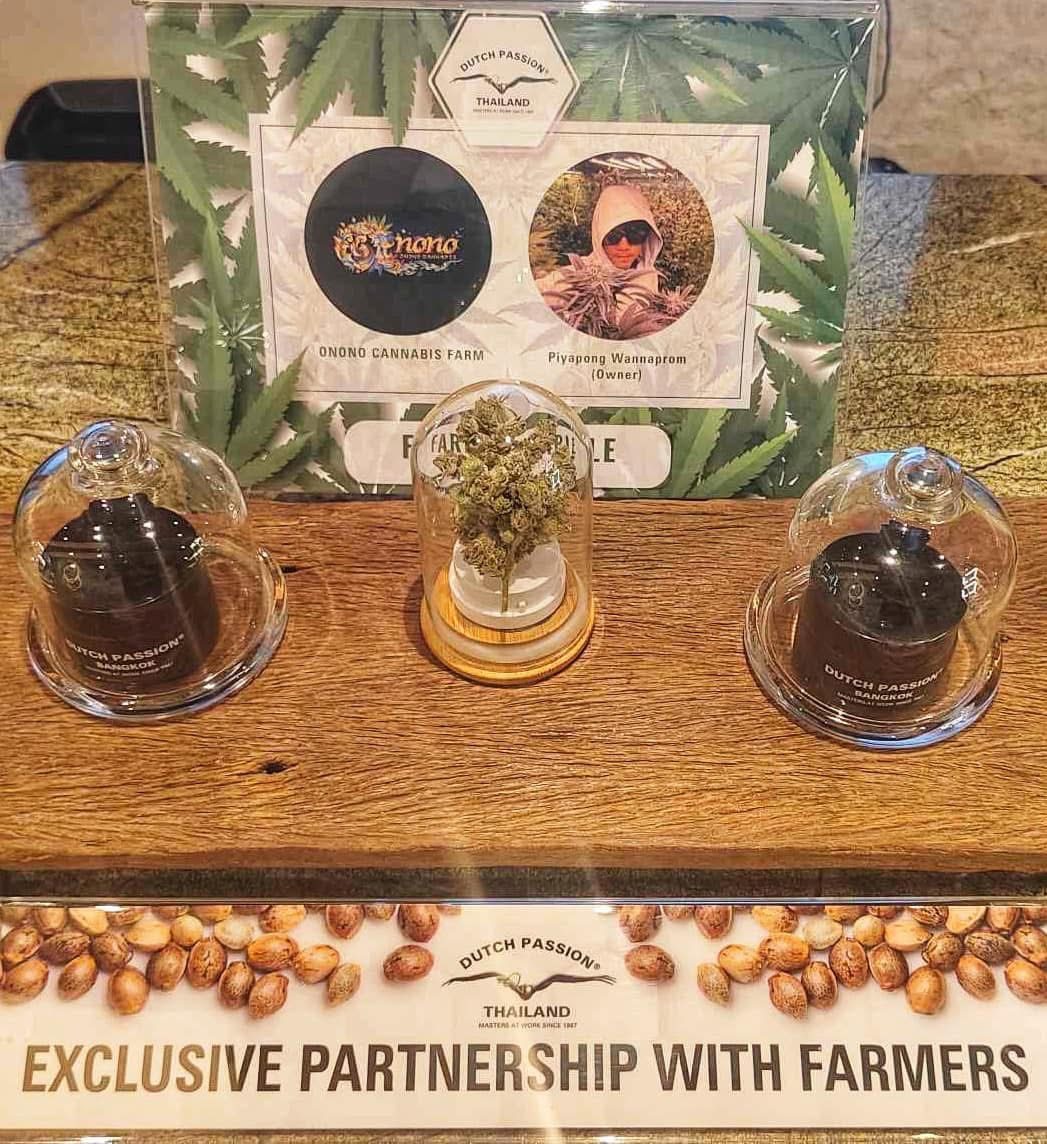 Dutch Passion Thailand exclusive farmer partnership display with award-winning Treehouse cannabis genetics