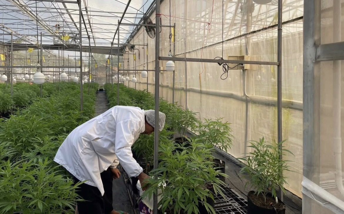 GACP clean-room team tending organic cannabis rows, Treehouse contract cultivation, Northern Thailand