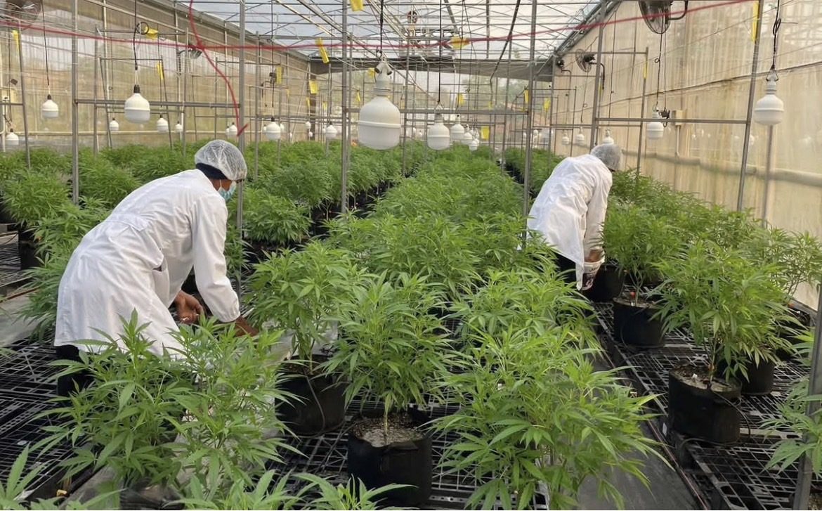 Organic cannabis cultivation rows under GACP protocols, Treehouse contract farming, Northern Thailand