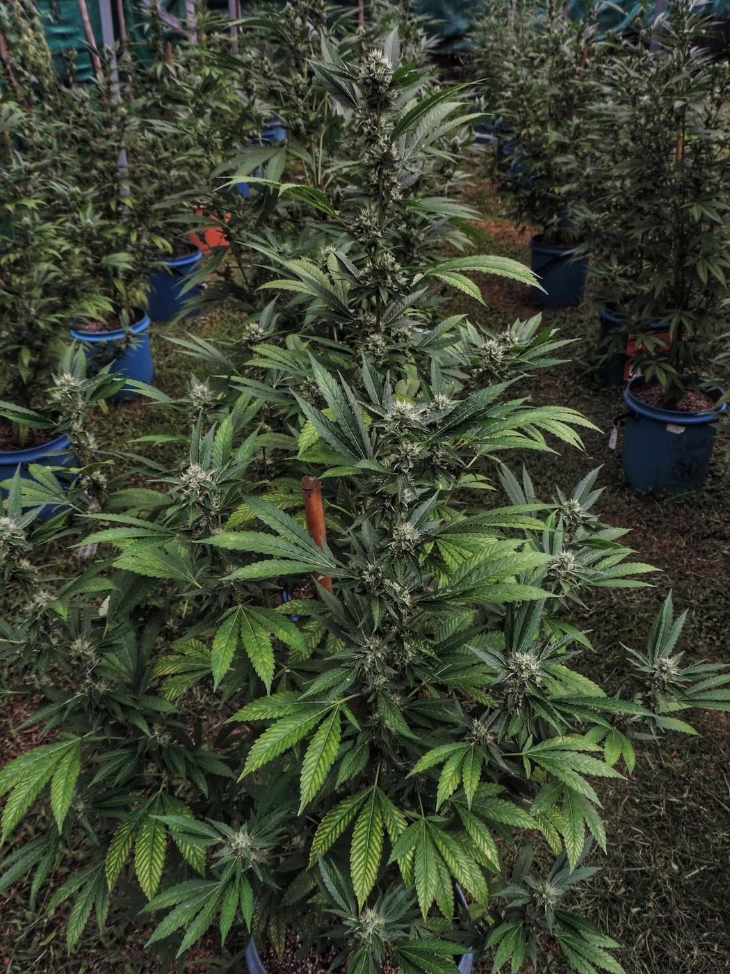 Mature organic cannabis plants approaching harvest, Treehouse contract cultivation