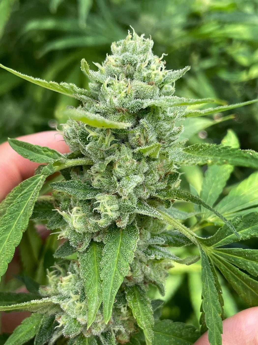 Medical-grade organic cannabis flower grown under contract by Treehouse, Northern Thailand