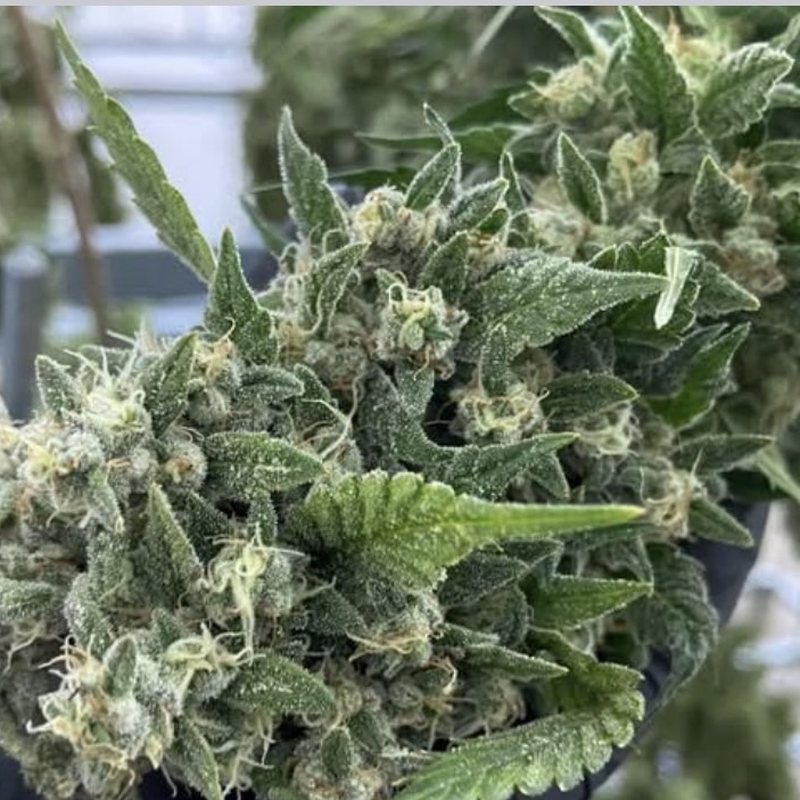 Amnesia Haze — organic medical-grade cannabis flower cultivated by Treehouse, Thailand