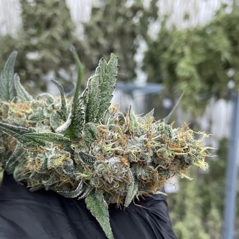 Blue Dream — organic medical-grade cannabis flower cultivated by Treehouse, Thailand