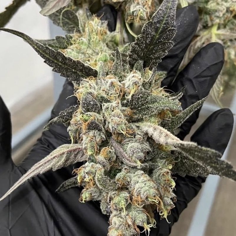 Do-Si-Dos — organic medical-grade cannabis flower cultivated by Treehouse, Thailand