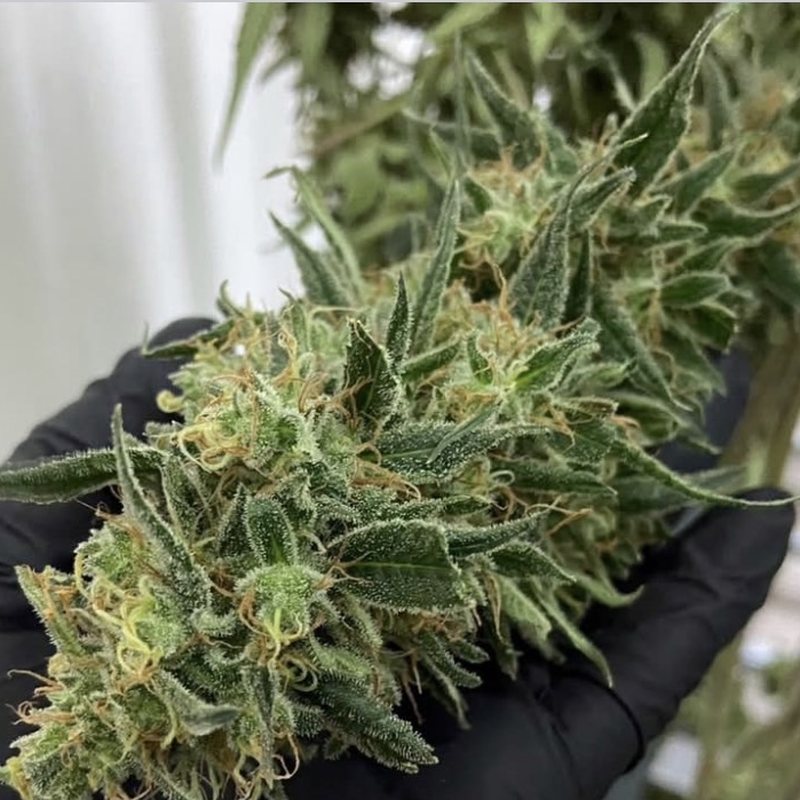 Gorilla Glue — organic medical-grade cannabis flower cultivated by Treehouse, Thailand