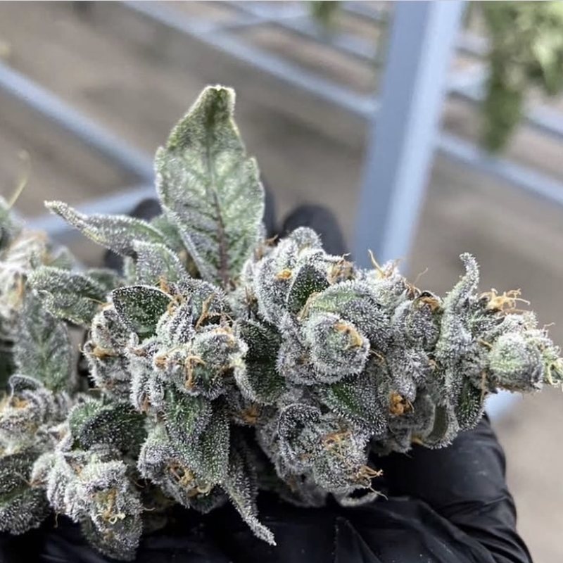 Ice Cream Cake — organic medical-grade cannabis flower cultivated by Treehouse, Thailand